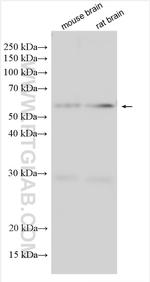MFSD2 Antibody in Western Blot (WB)