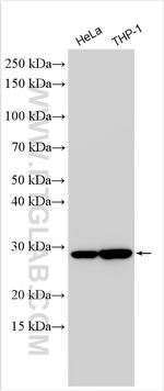 PGLS Antibody in Western Blot (WB)