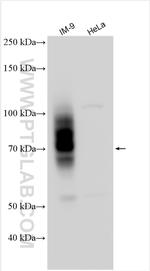SLAMF7/CD319 Antibody in Western Blot (WB)