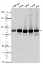 CD71 Antibody in Western Blot (WB)