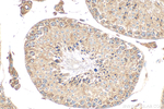 CFAP47 Antibody in Immunohistochemistry (Paraffin) (IHC (P))