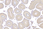 CFAP47 Antibody in Immunohistochemistry (Paraffin) (IHC (P))