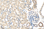 CFAP47 Antibody in Immunohistochemistry (Paraffin) (IHC (P))
