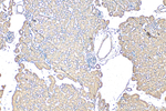 CFAP47 Antibody in Immunohistochemistry (Paraffin) (IHC (P))
