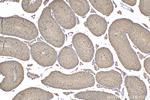 PSMA5 Antibody in Immunohistochemistry (Paraffin) (IHC (P))
