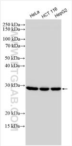 PSMA5 Antibody in Western Blot (WB)