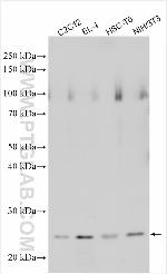 IL18RAP Antibody in Western Blot (WB)