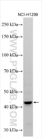 IL-17F Antibody in Western Blot (WB)