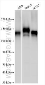 gp130/IL6ST Antibody in Western Blot (WB)