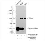 Mmp9 Antibody in Immunoprecipitation (IP)