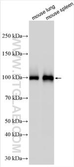 Mmp9 Antibody in Western Blot (WB)