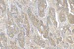VCAN Antibody in Immunohistochemistry (Paraffin) (IHC (P))