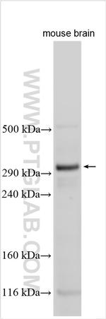 VCAN Antibody in Western Blot (WB)