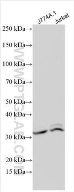 Fas/CD95 Antibody in Western Blot (WB)
