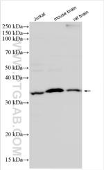 Fas/CD95 Antibody in Western Blot (WB)