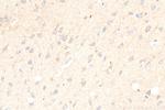GHSR Antibody in Immunohistochemistry (Paraffin) (IHC (P))