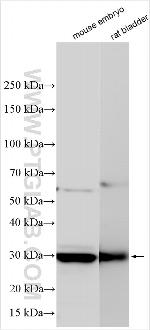 GHSR Antibody in Western Blot (WB)