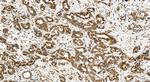 NUCB2/nesfatin-1 Antibody in Immunohistochemistry (Paraffin) (IHC (P))