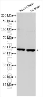 NUCB2/nesfatin-1 Antibody in Western Blot (WB)