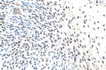 OSR1 Antibody in Immunohistochemistry (Paraffin) (IHC (P))