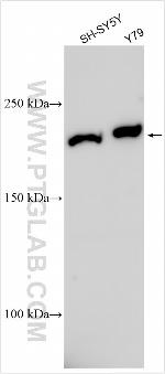 OSR1 Antibody in Western Blot (WB)