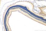 EYA2 Antibody in Immunohistochemistry (Paraffin) (IHC (P))