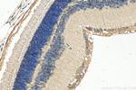 EYA2 Antibody in Immunohistochemistry (Paraffin) (IHC (P))