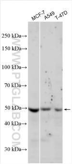 MMP11 Antibody in Western Blot (WB)