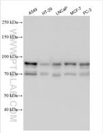 MLPH Antibody in Western Blot (WB)