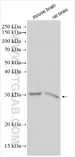 TMEM33 Antibody in Western Blot (WB)