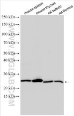 PYCARD Antibody in Western Blot (WB)