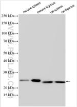 PYCARD Antibody in Western Blot (WB)