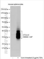 CTLA-4 Antibody in Western Blot (WB)