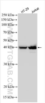 MMP25 Antibody in Western Blot (WB)