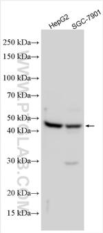 PTGIR Antibody in Western Blot (WB)