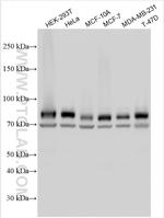 FOXK2 Antibody in Western Blot (WB)