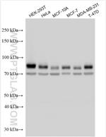 FOXK2 Antibody in Western Blot (WB)