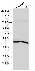 MORF4L1 Antibody in Western Blot (WB)