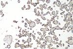 Lipoprotein(a) Antibody in Immunohistochemistry (Paraffin) (IHC (P))