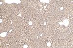 CLOCK Antibody in Immunohistochemistry (Paraffin) (IHC (P))