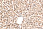 CLOCK Antibody in Immunohistochemistry (Paraffin) (IHC (P))