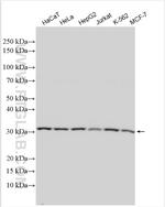 EXOSC6 Antibody in Western Blot (WB)
