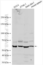 CD86 Antibody in Western Blot (WB)