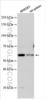 CD86 Antibody in Western Blot (WB)