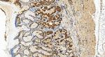 IQGAP2 Antibody in Immunohistochemistry (Paraffin) (IHC (P))