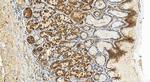 IQGAP2 Antibody in Immunohistochemistry (Paraffin) (IHC (P))