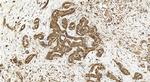 IQGAP2 Antibody in Immunohistochemistry (Paraffin) (IHC (P))