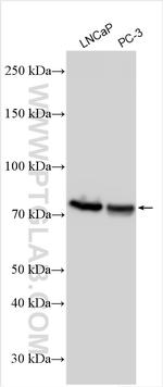 GCNA Antibody in Western Blot (WB)