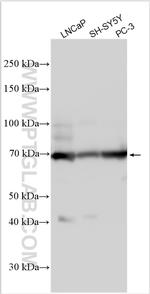GCNA Antibody in Western Blot (WB)