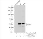 Gsdmd Antibody in Immunoprecipitation (IP)